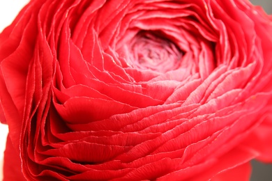 Beautiful ranunculus flower as background, macro view