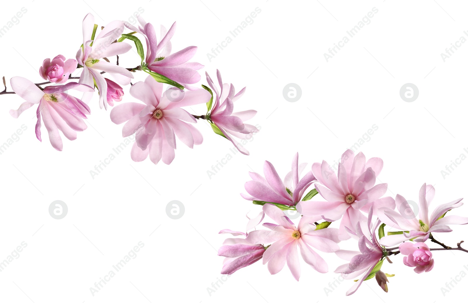 Image of Beautiful pink magnolia flowers on white background