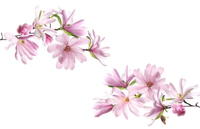 Beautiful pink magnolia flowers on white background