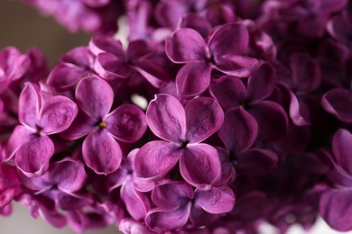 Beautiful blooming lilac flowers on blurred background, closeup