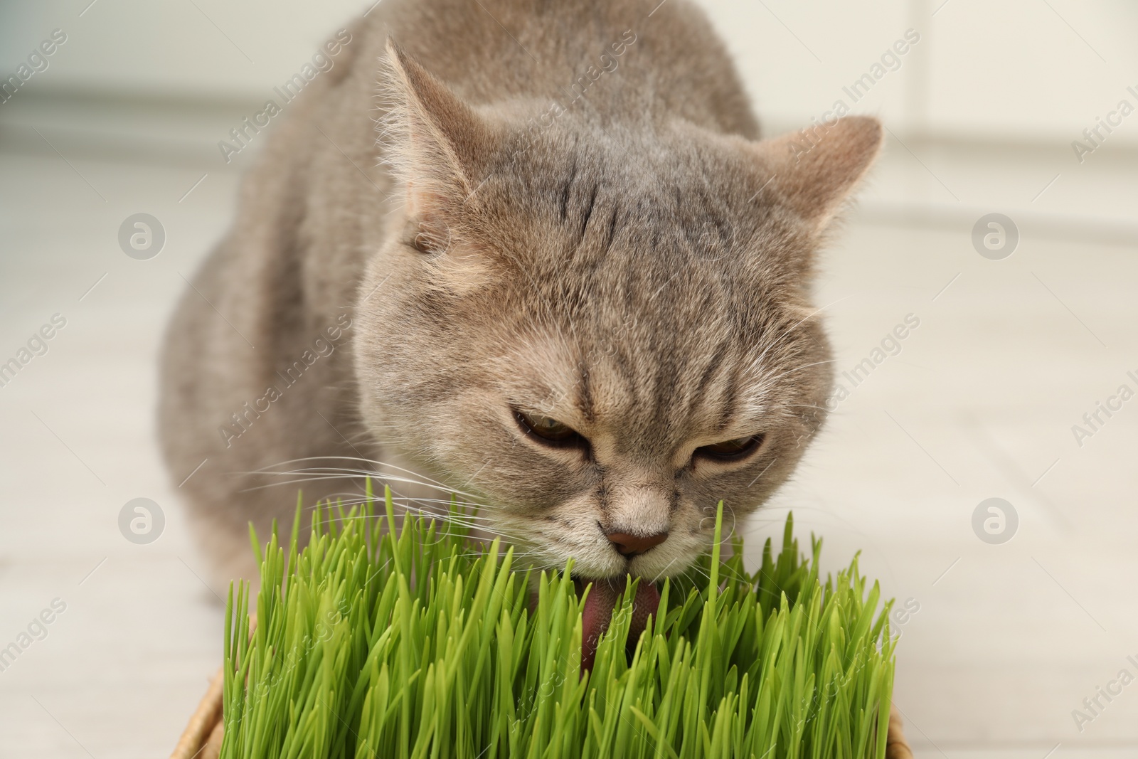 Photo of Cute cat eating fresh green grass on blurred background, closeup