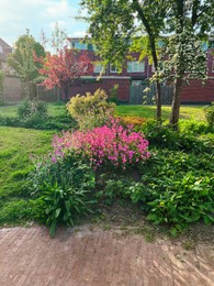 Different beautiful plants at backyard on spring day