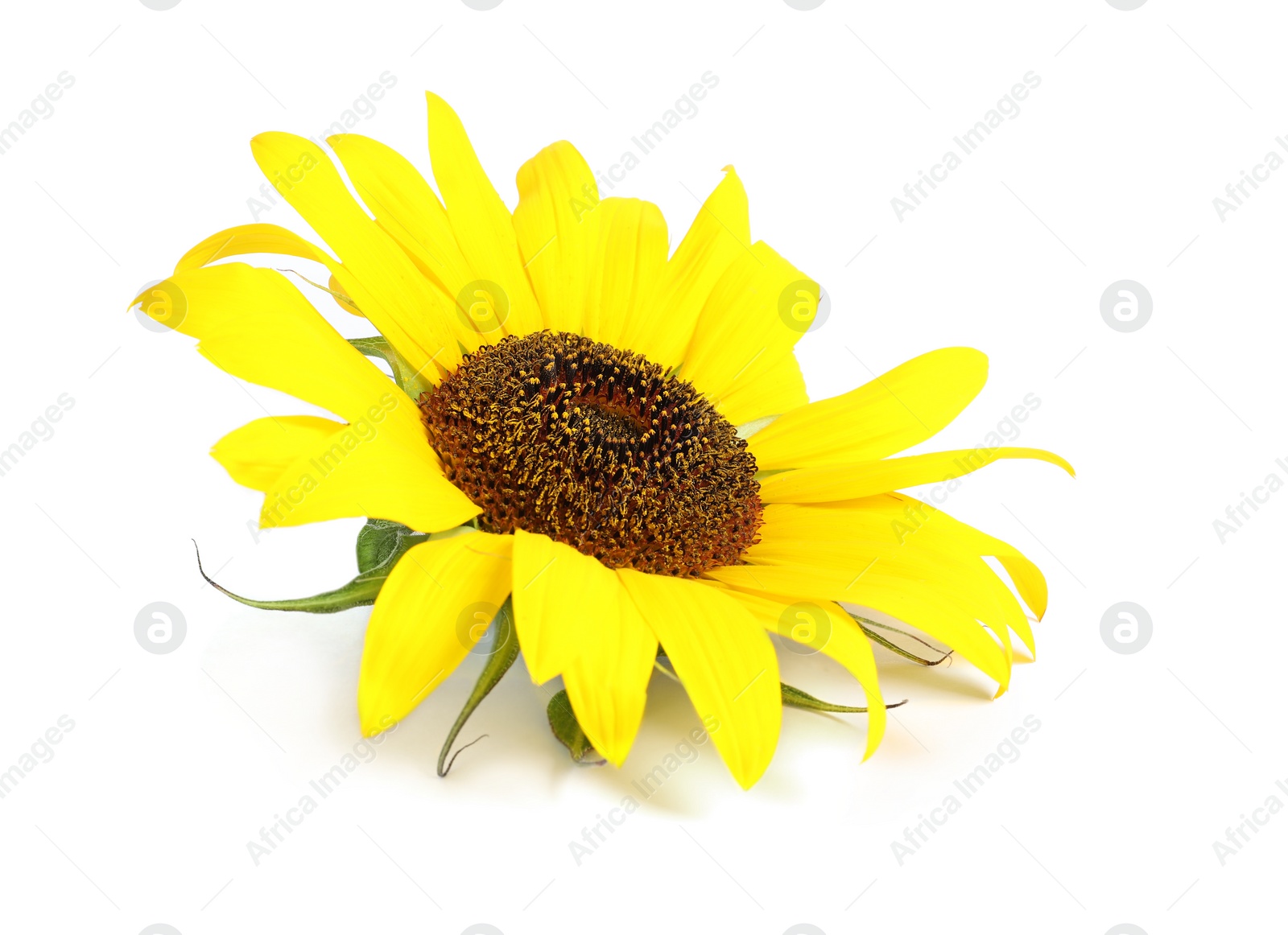 Photo of Beautiful bright sunflower on white background