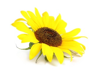 Photo of Beautiful bright sunflower on white background