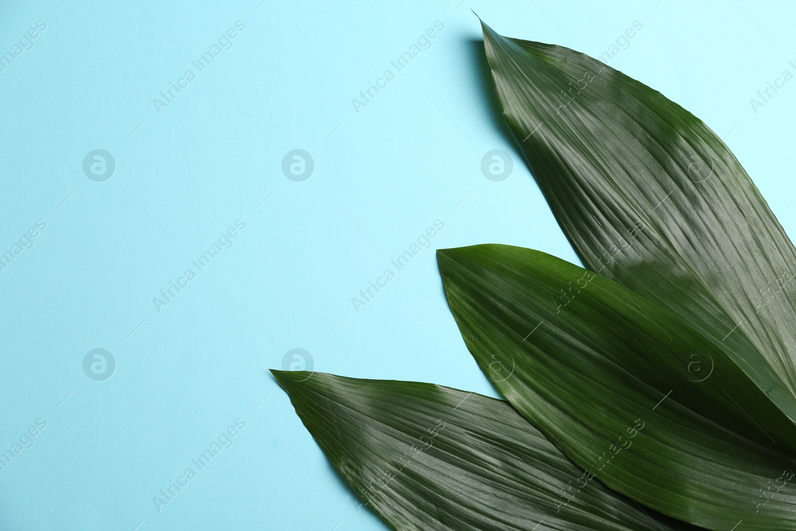 Photo of Beautiful tropical leaves on color background, top view