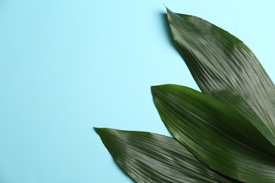 Beautiful tropical leaves on color background, top view