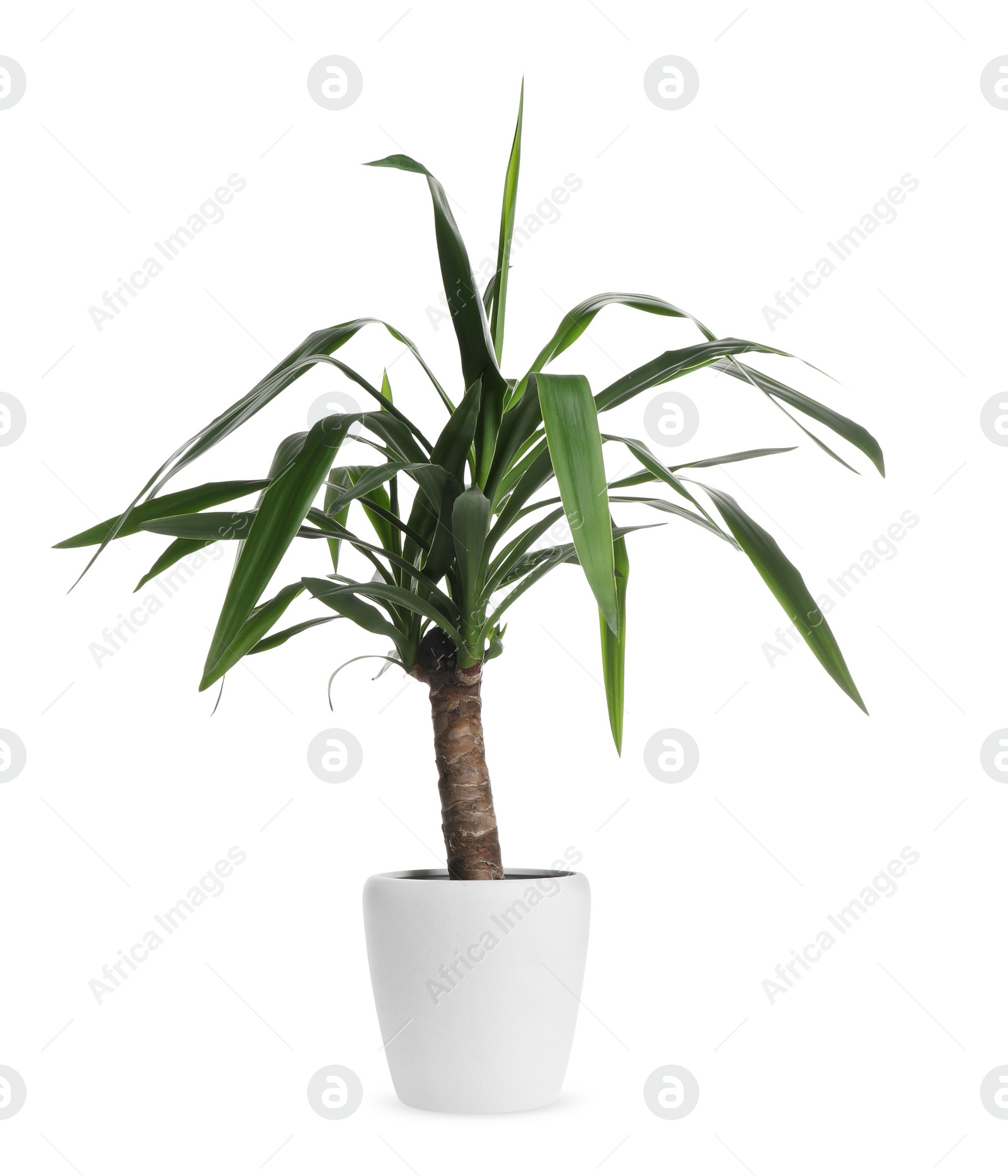 Photo of Beautiful yucca plant in pot on white background. House decor