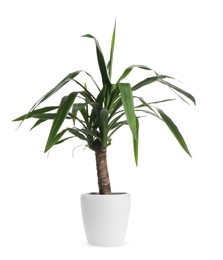 Photo of Beautiful yucca plant in pot on white background. House decor