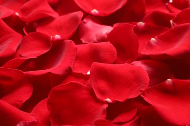 Photo of Fresh red rose petals as background, closeup