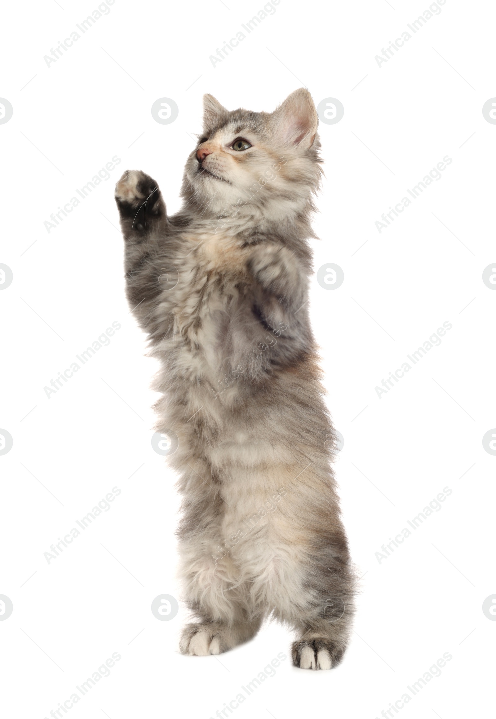 Photo of Cute fluffy kitten on white background. Baby animal