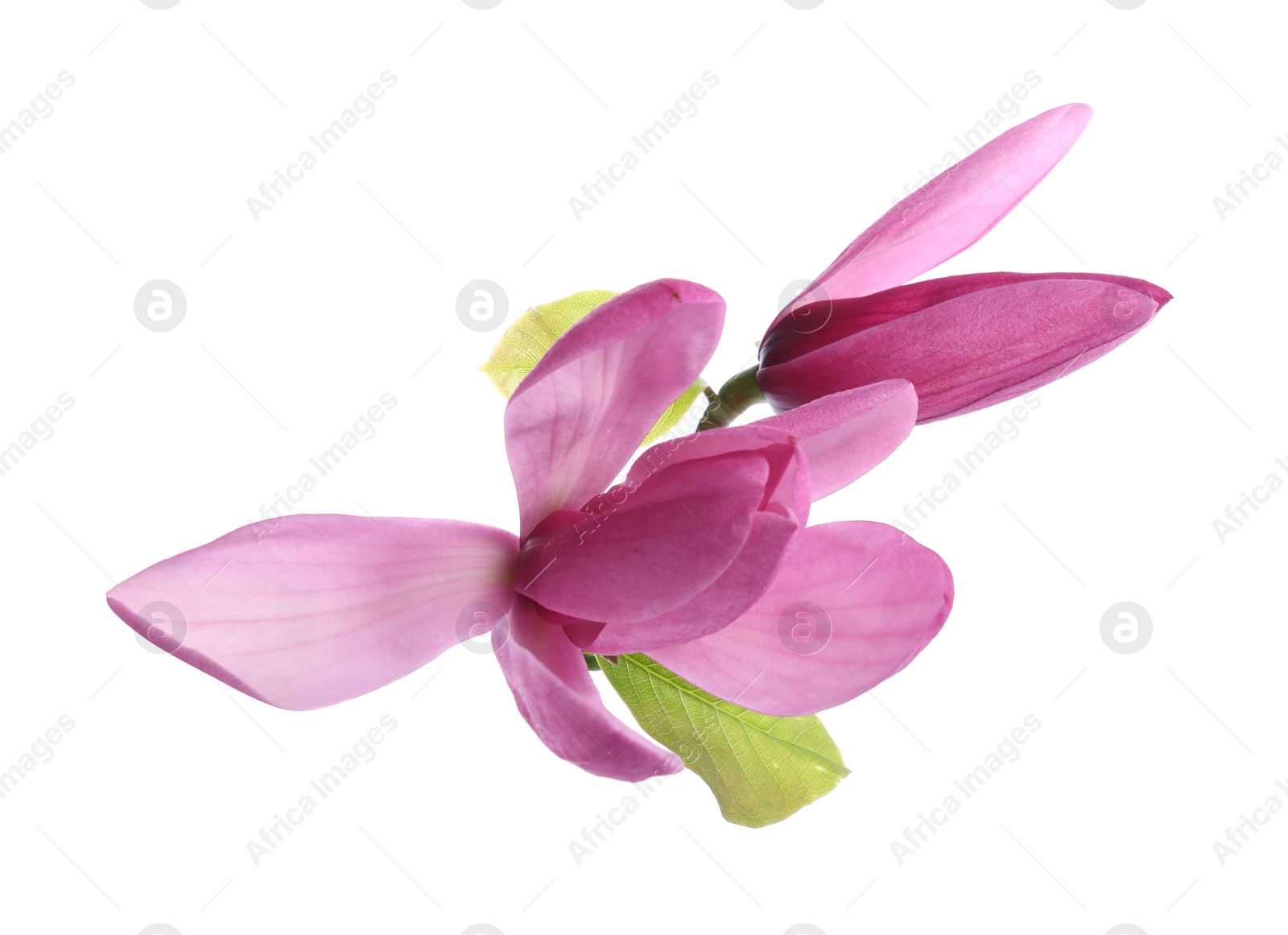 Photo of Beautiful pink magnolia flowers isolated on white