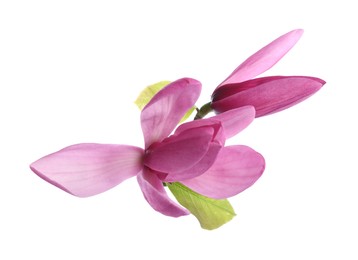 Photo of Beautiful pink magnolia flowers isolated on white