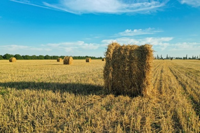 Photo of Round rolled hay bale in field on sunny day. Agriculture industry