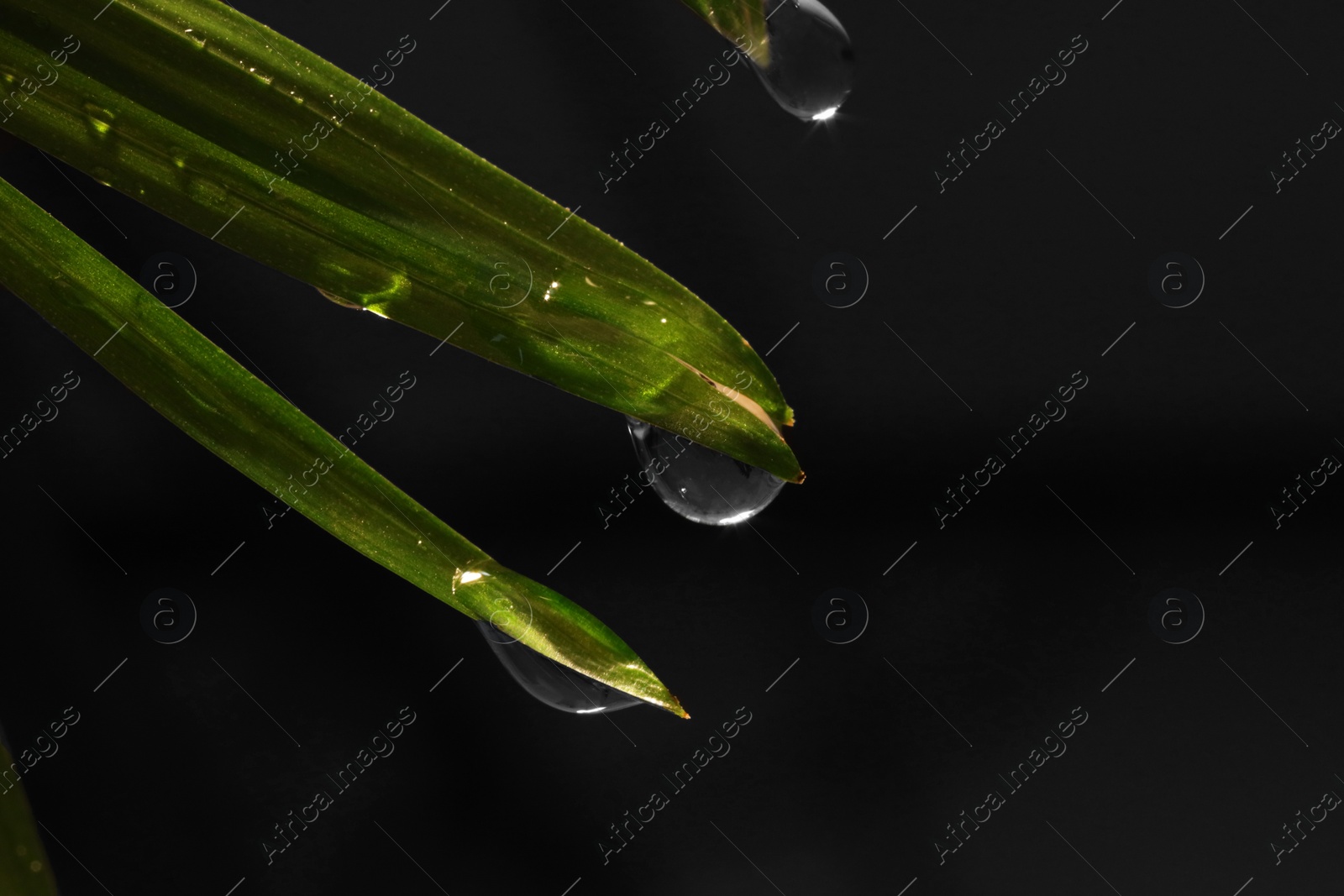 Photo of Green leaves with water drops on black background, macro view. Space for text