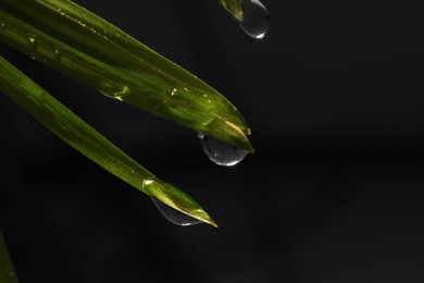 Photo of Green leaves with water drops on black background, macro view. Space for text