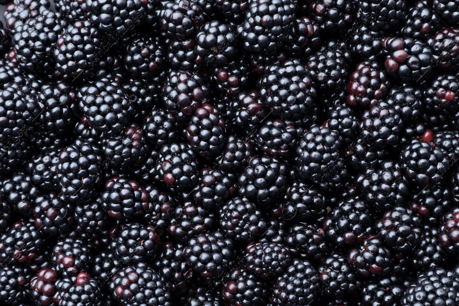 Photo of Many tasty ripe blackberries as background, closeup