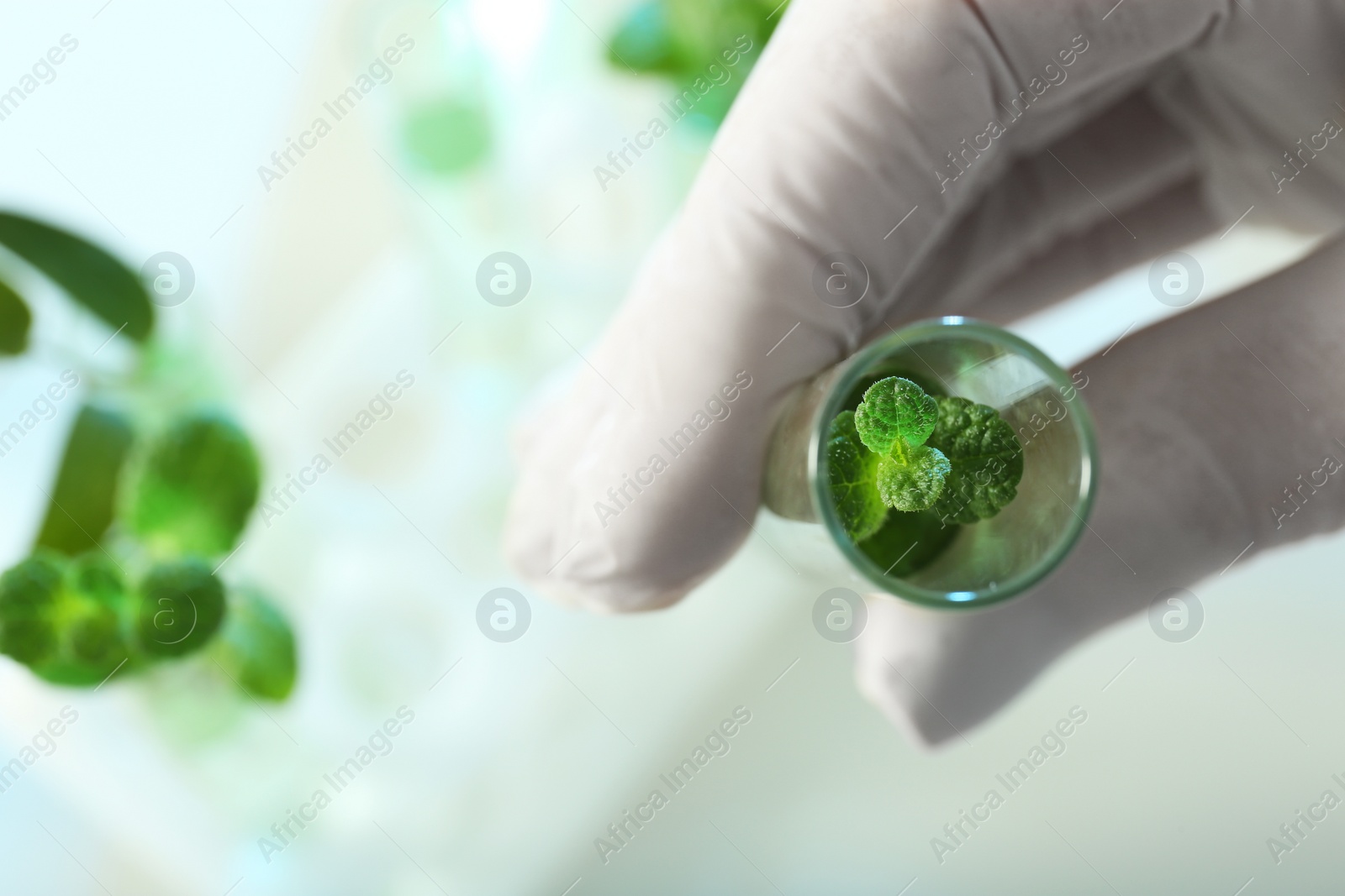 Photo of Lab assistant holding green plant in tube on blurred background, closeup with space for text. Biological chemistry