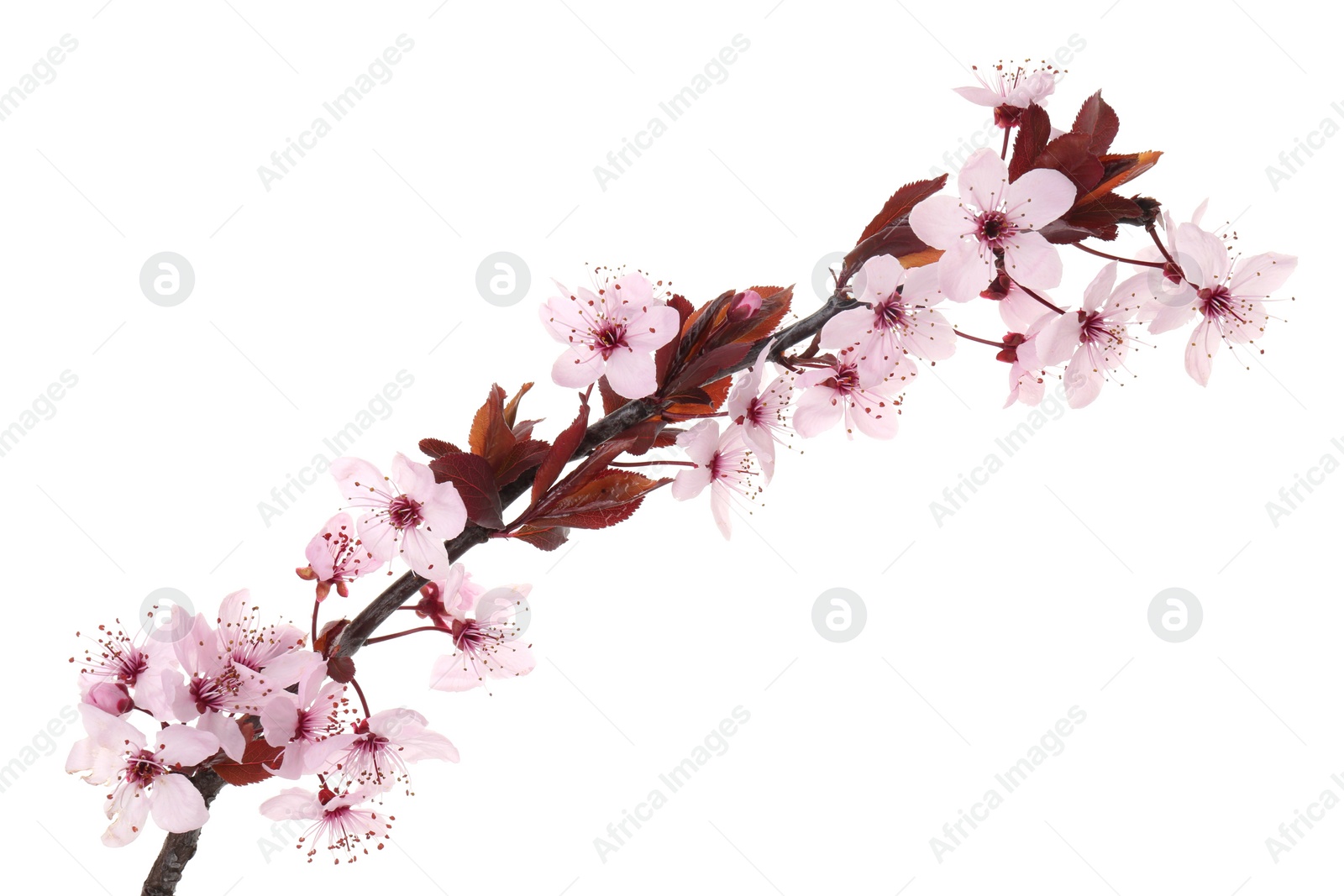 Photo of Spring tree branch with beautiful blossoms isolated on white