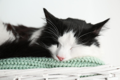 Photo of Cute cat relaxing on green knitted fabric in basket. Lovely pet