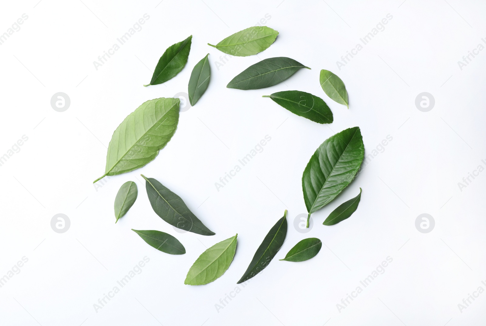 Photo of Fresh green citrus leaves on white background, top view. Space for text