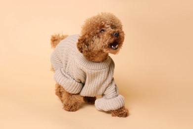 Photo of Cute Maltipoo dog in knitted warm sweater on beige background