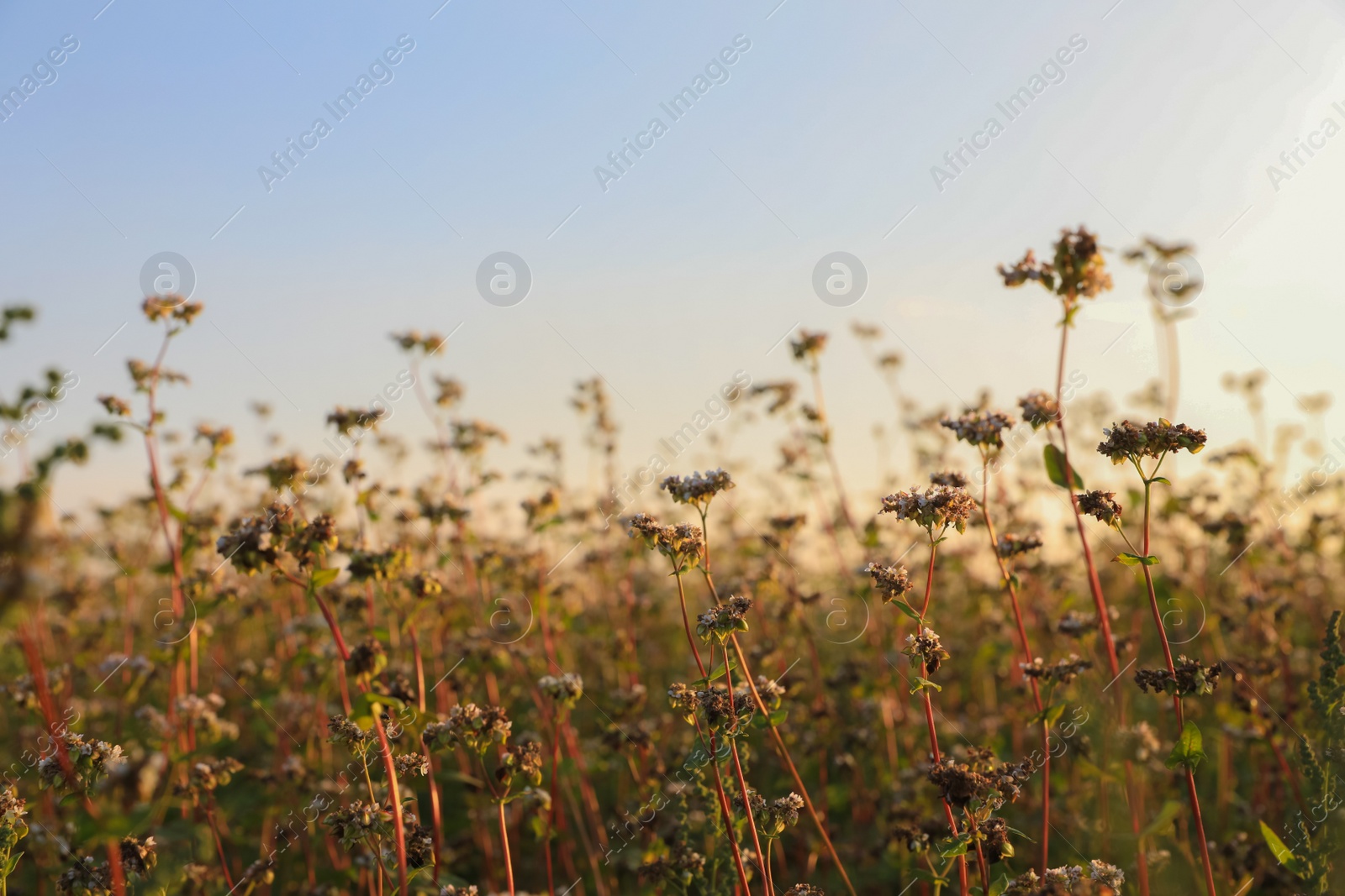 Photo of Beautiful blossoming buckwheat field on sunny day, closeup view