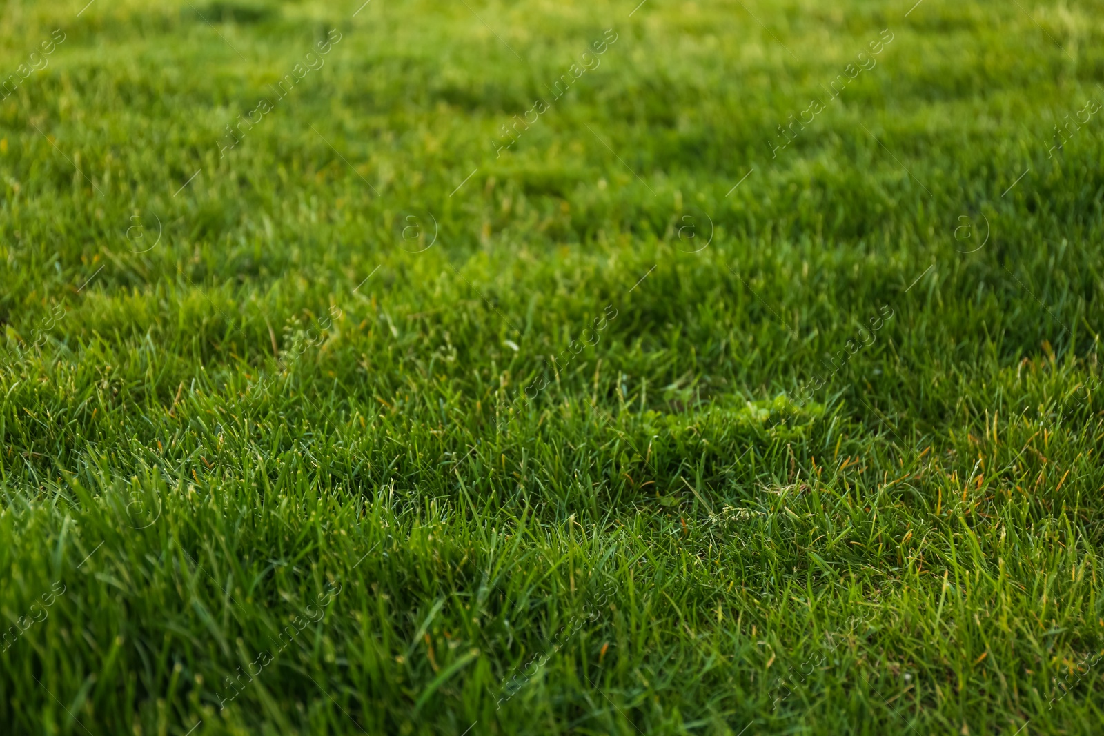 Photo of Green lawn with fresh grass as background