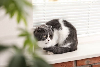 Photo of Cute fluffy cat on sill near window blinds
