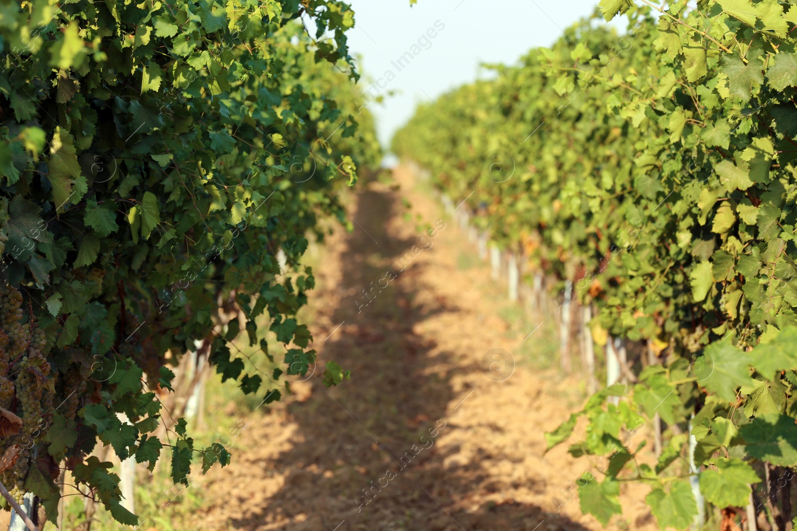 Photo of View of vineyard rows with fresh ripe juicy grapes on sunny day