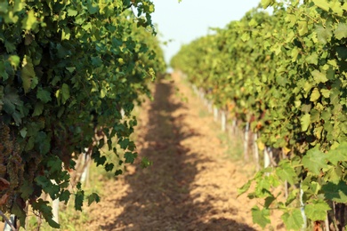 View of vineyard rows with fresh ripe juicy grapes on sunny day