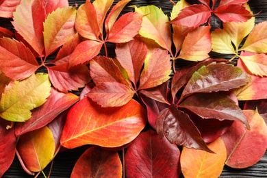 Many autumn leaves as background, top view