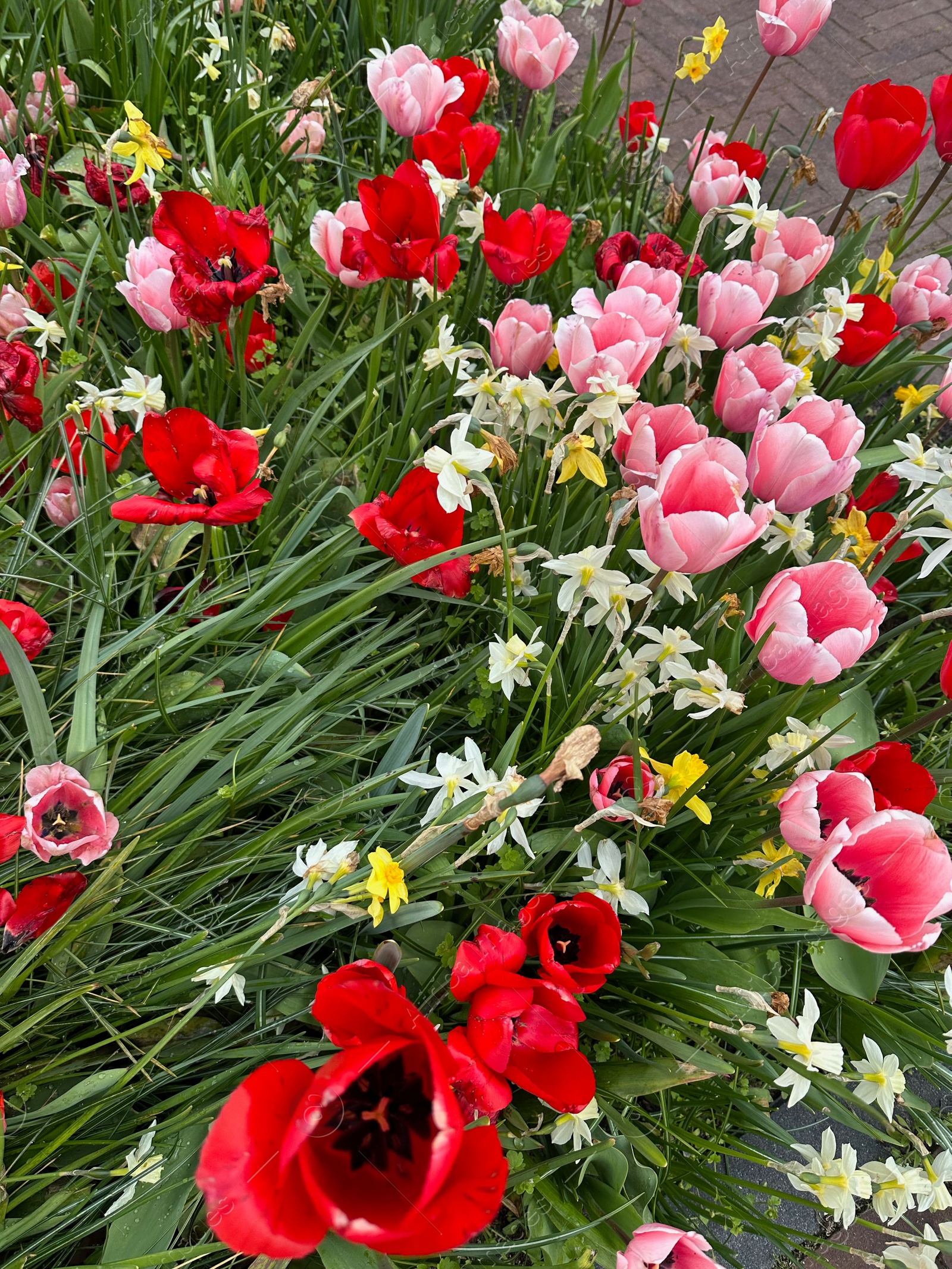 Photo of Beautiful tulips and daffodils flowers growing outdoors