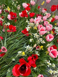 Beautiful tulips and daffodils flowers growing outdoors