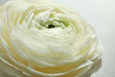 Photo of Beautiful ranunculus flower, closeup