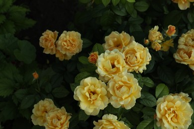 Photo of Beautiful blooming yellow roses on bush outdoors