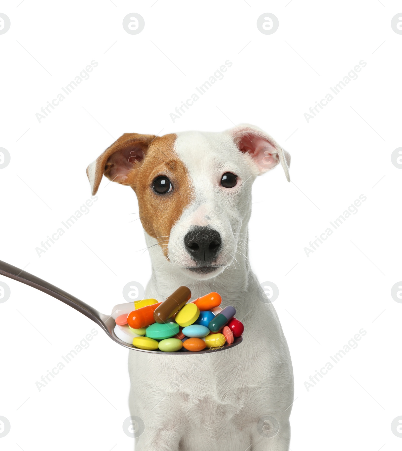 Image of Cute Jack Russel Terrier and spoon full of different pills on white background. Vitamins for animal 