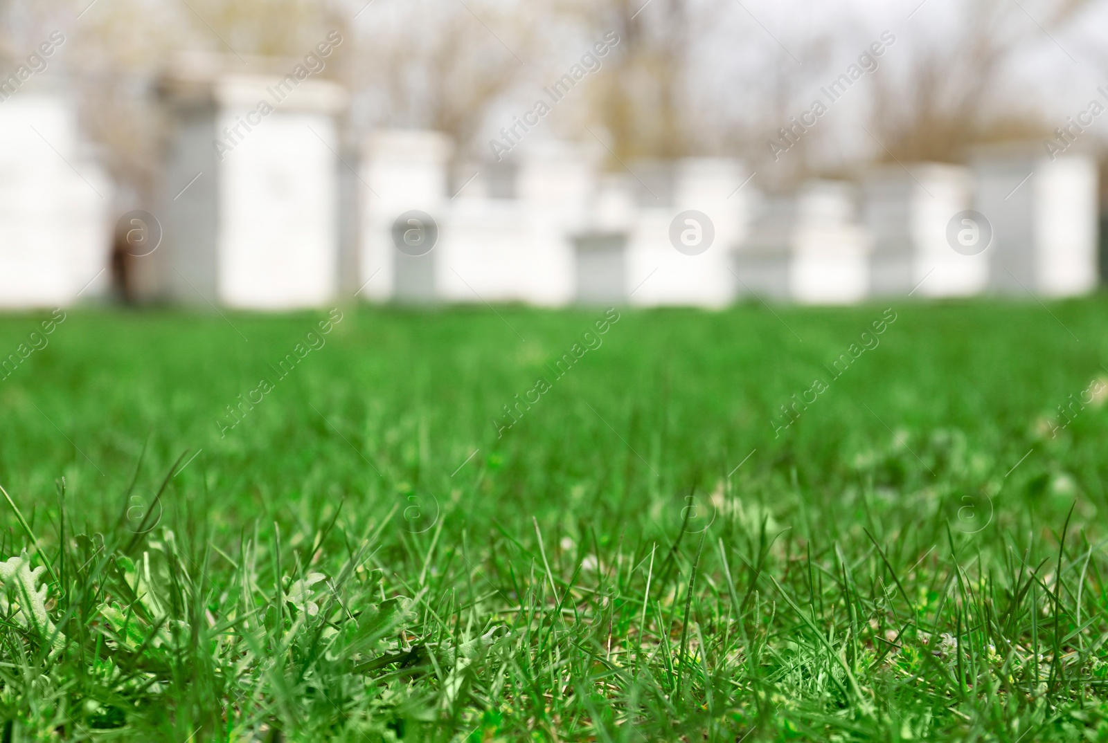 Photo of Fresh green grass outdoors, space for text