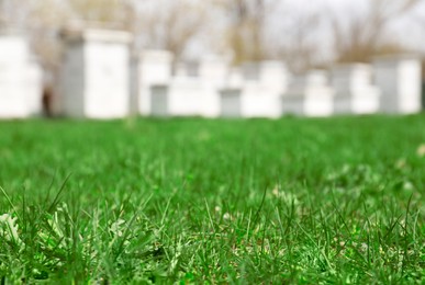 Photo of Fresh green grass outdoors, space for text