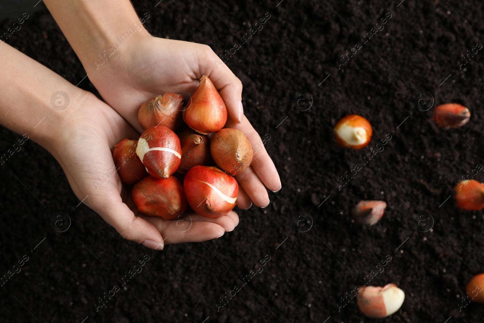 Photo of Woman holding pile of tulip bulbs over soil, top view