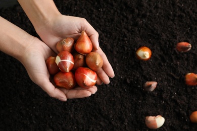 Woman holding pile of tulip bulbs over soil, top view