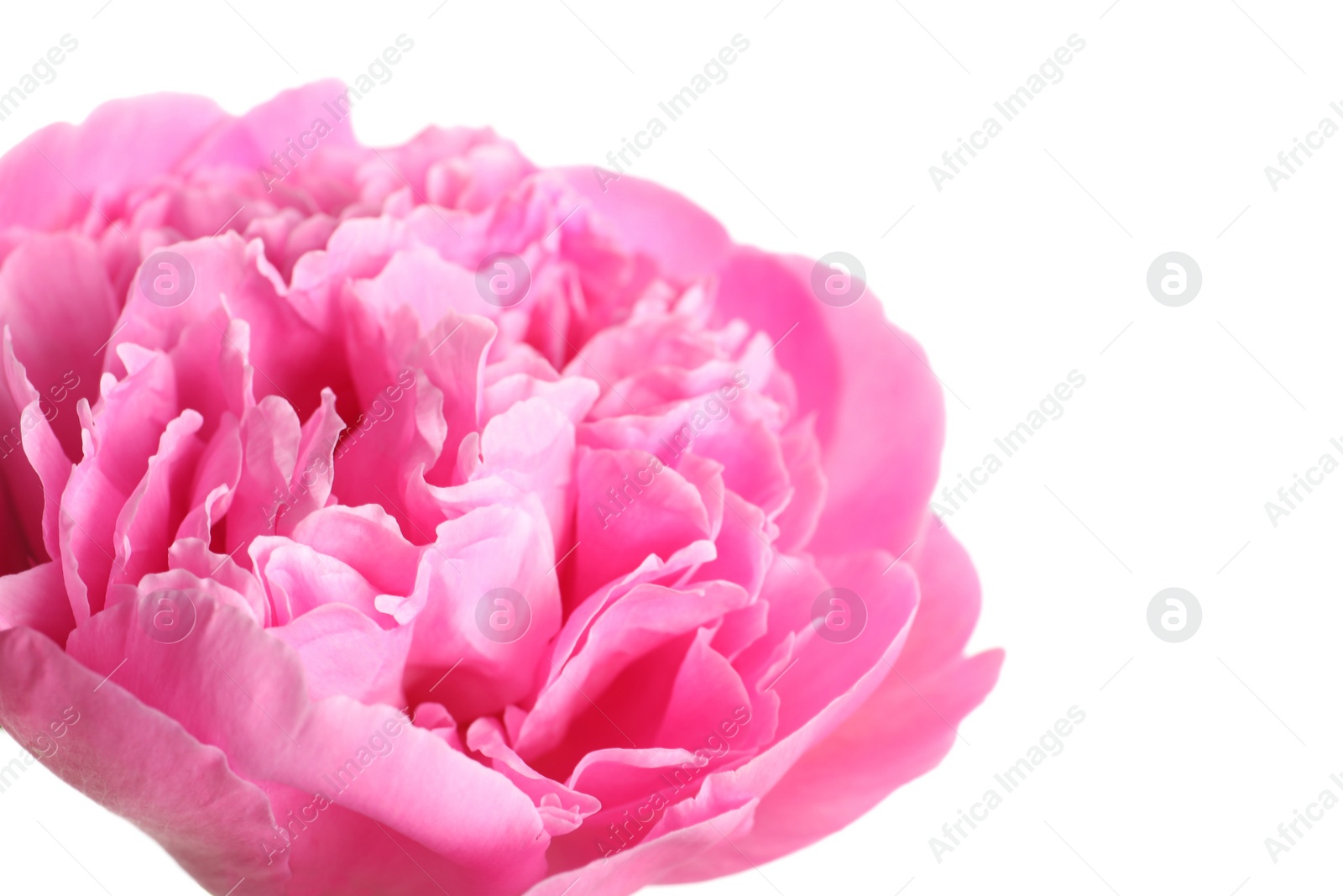 Photo of Beautiful fresh peony flower on white background, closeup