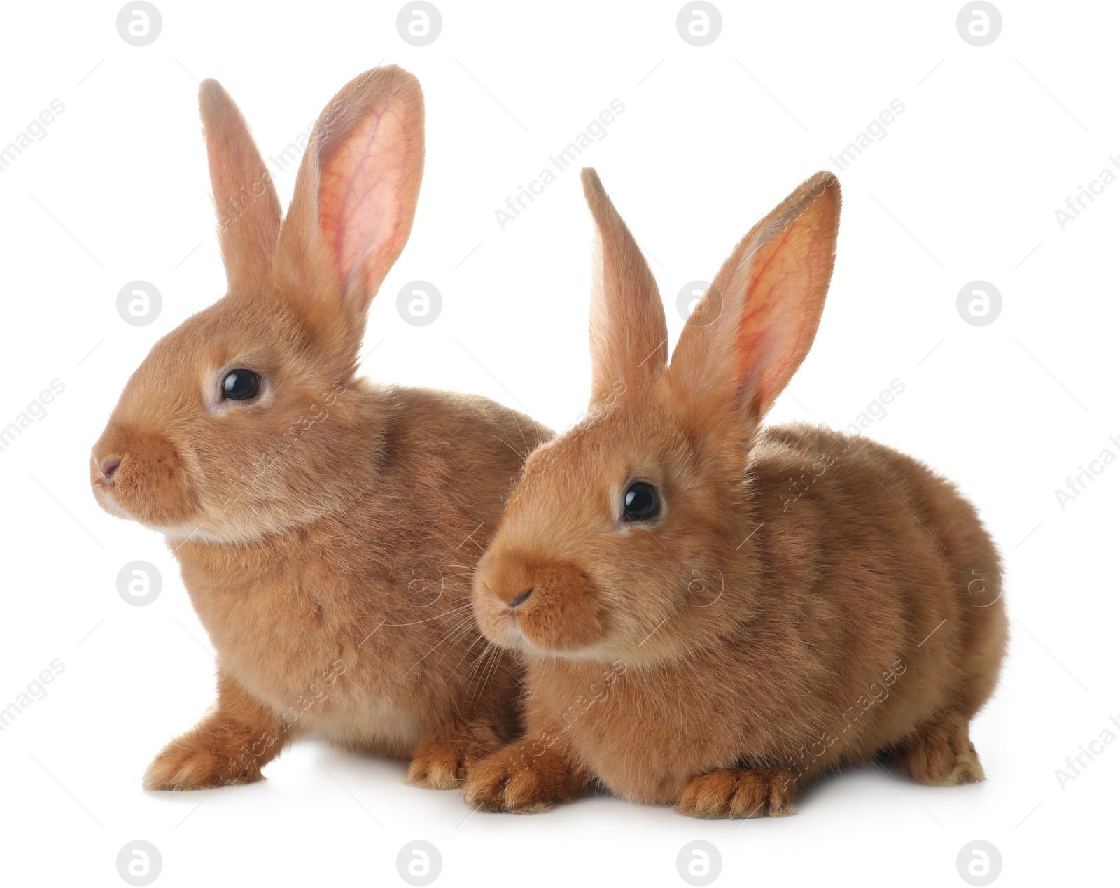 Photo of Cute bunnies isolated on white. Easter symbol