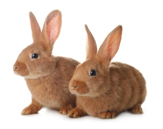 Photo of Cute bunnies isolated on white. Easter symbol