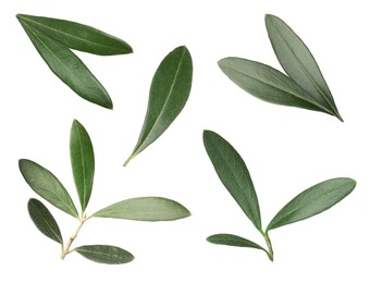 Image of Set with fresh green olive leaves on white background