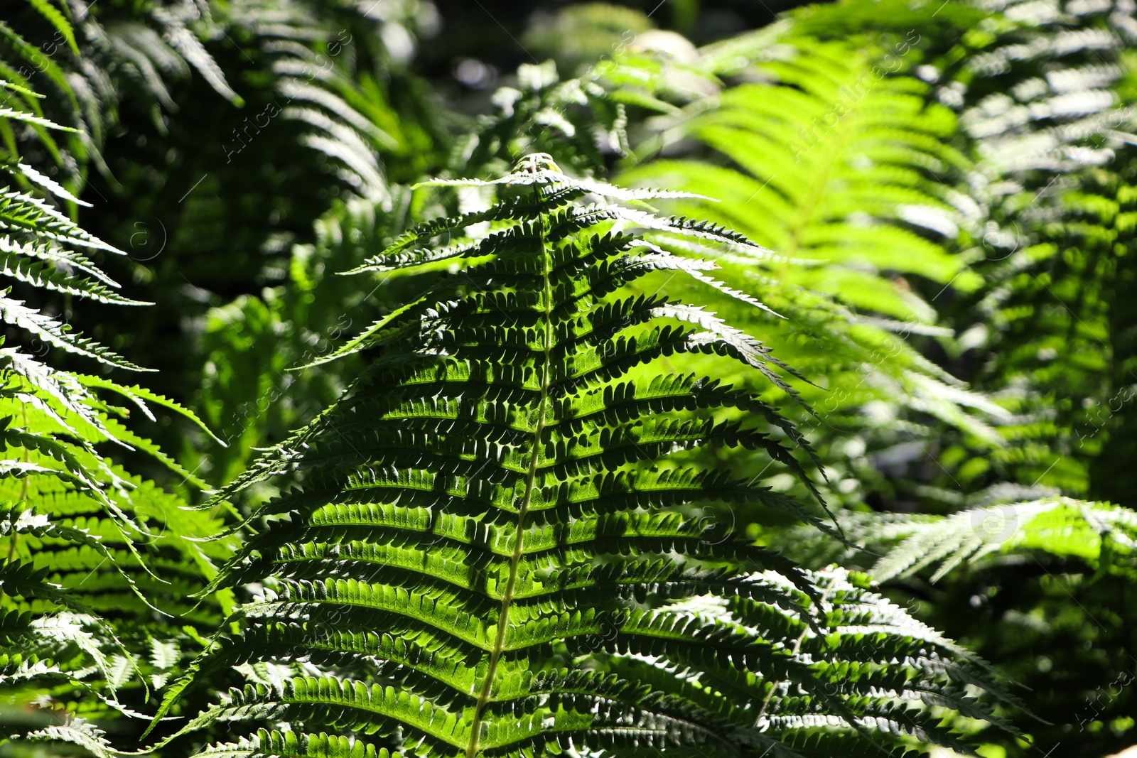 Photo of Beautiful fern with lush green leaves growing outdoors, closeup