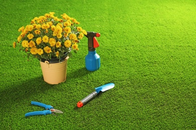 Photo of Beautiful chrysanthemum flowers with gardening tools on artificial lawn. Space for text