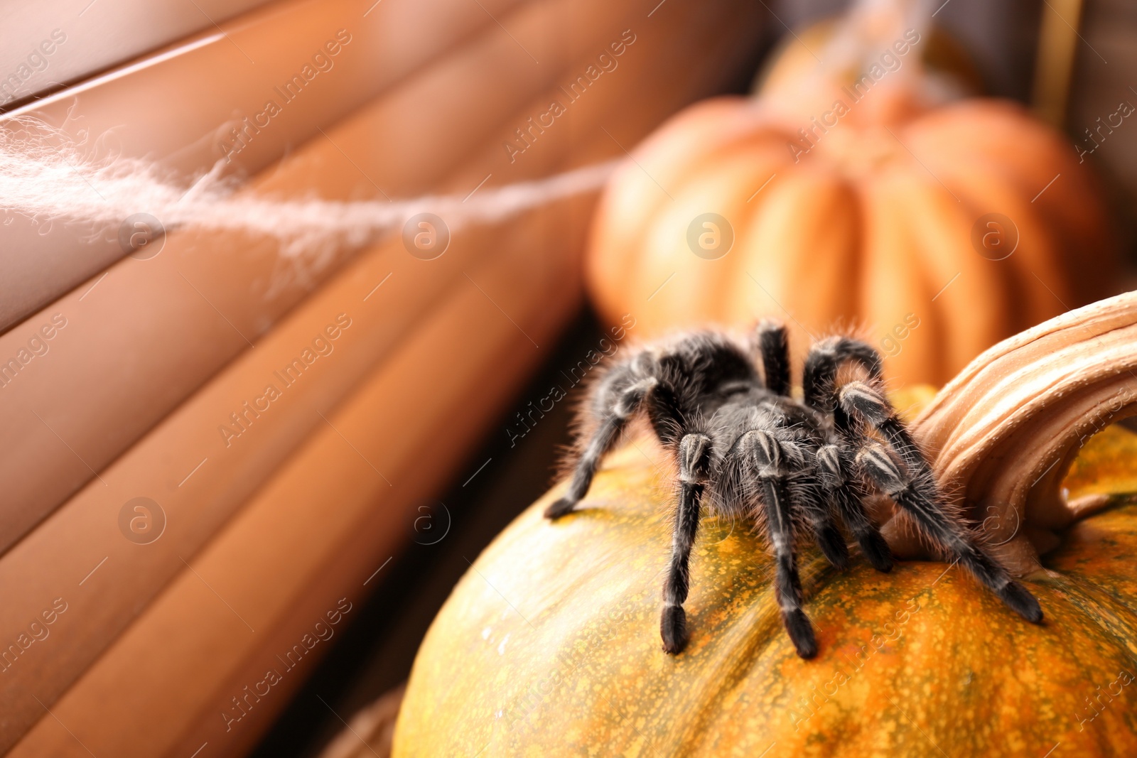 Photo of Striped knee tarantula on pumpkin near window indoors, space for text. Halloween celebration