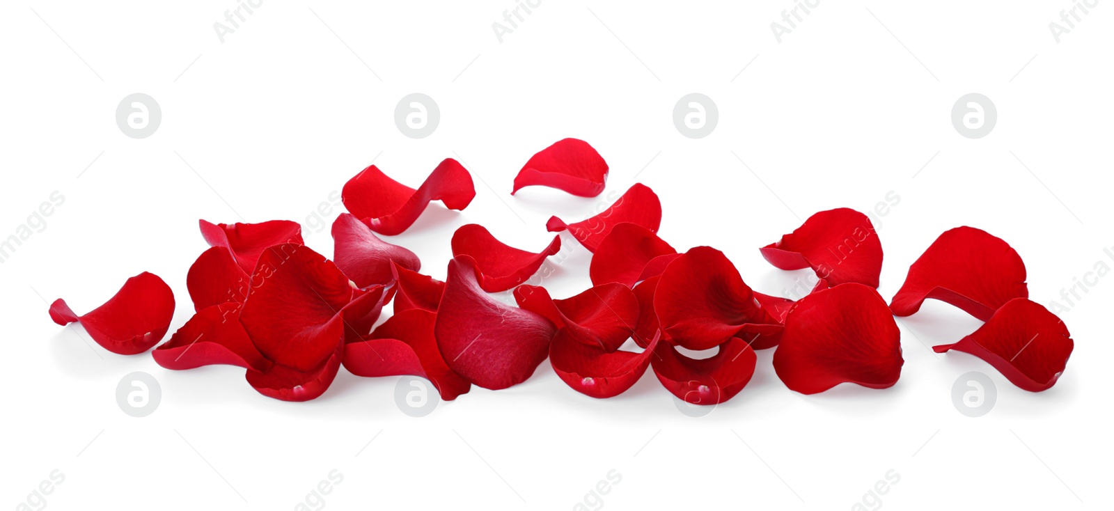 Photo of Fresh red rose petals on white background