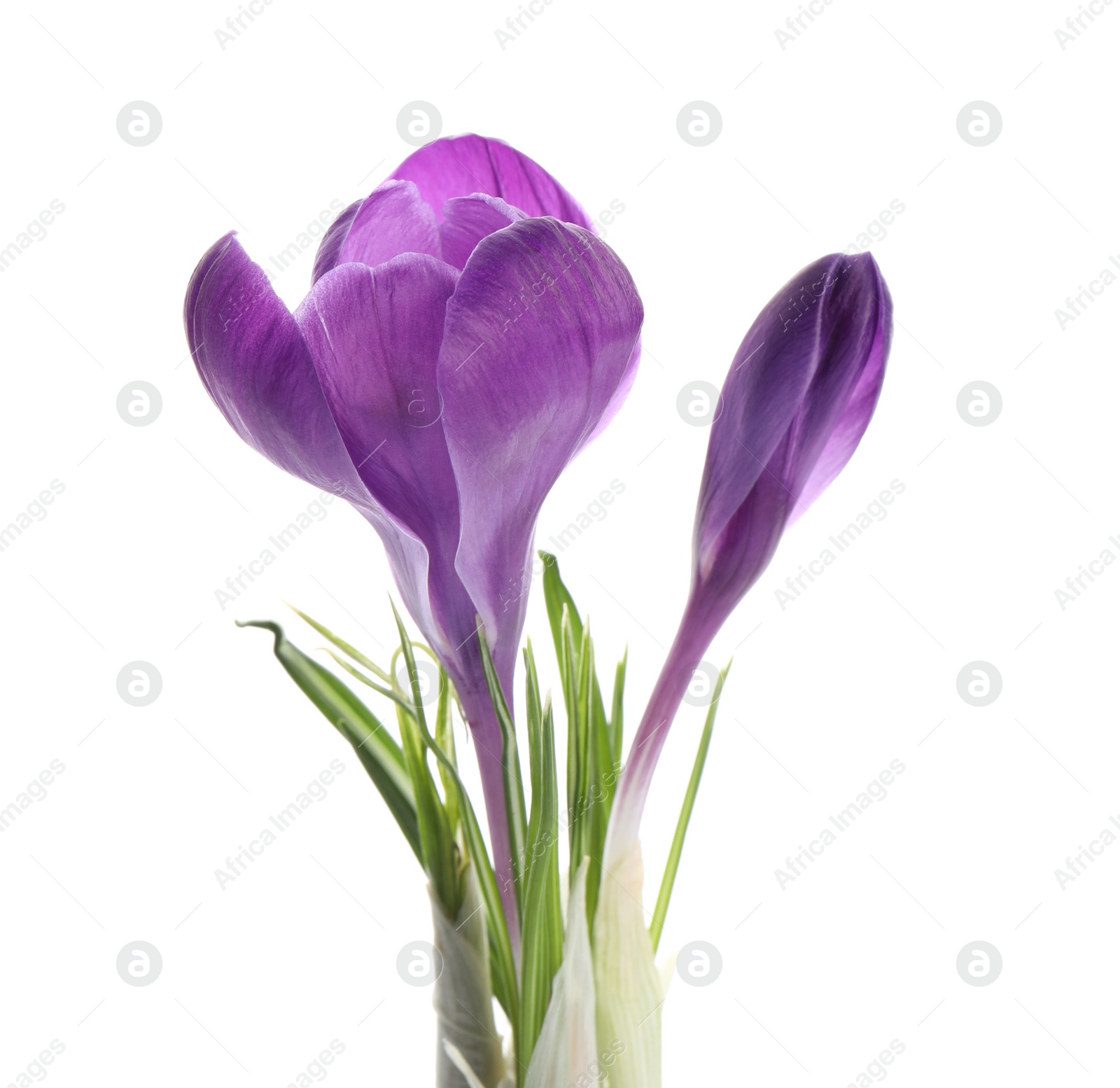 Photo of Beautiful purple crocus flowers on white background