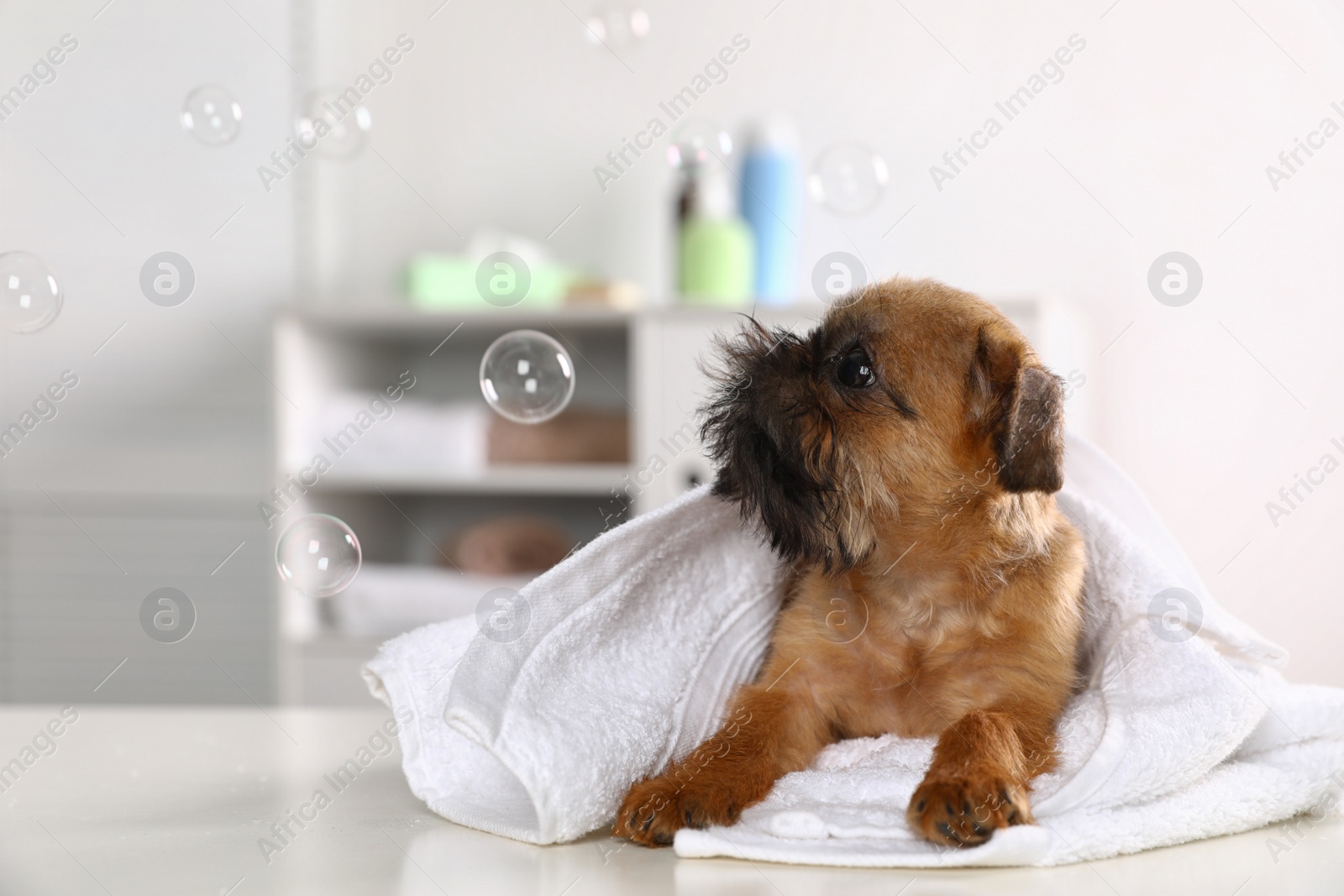 Photo of Studio portrait of funny Brussels Griffon dog with towel in bathroom